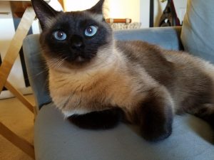 Tonkinese Cats