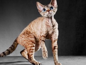 Cornish Rex Cat