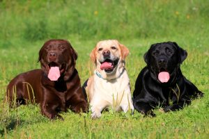 Labrador Retriever