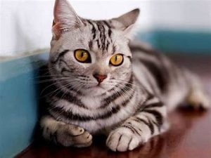 American Shorthair