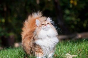 norwegian forest cat