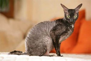 Cornish Rex Cat