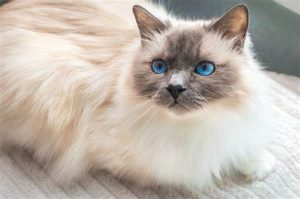 Birman Cats