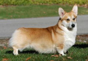 Pembroke Welsh Corgis