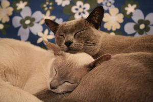 Burmese Cat