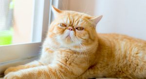 Exotic Shorthair