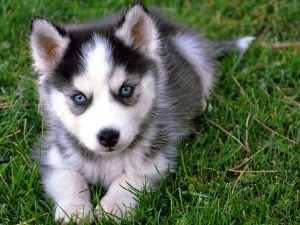 Siberian Husky