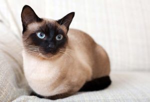 Siamese cat