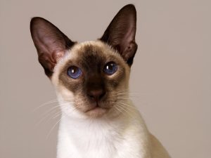 Siamese cat