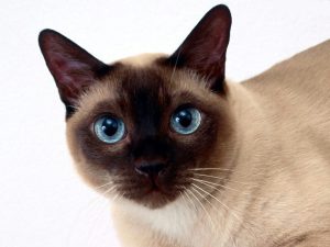 Tonkinese Cats