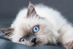 Ragdoll Cat