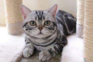 American Shorthair