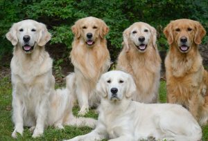 Golden Retrievers