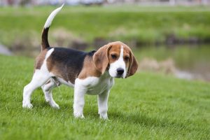 Beagle