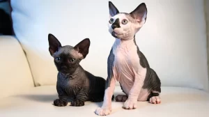 Sphynx