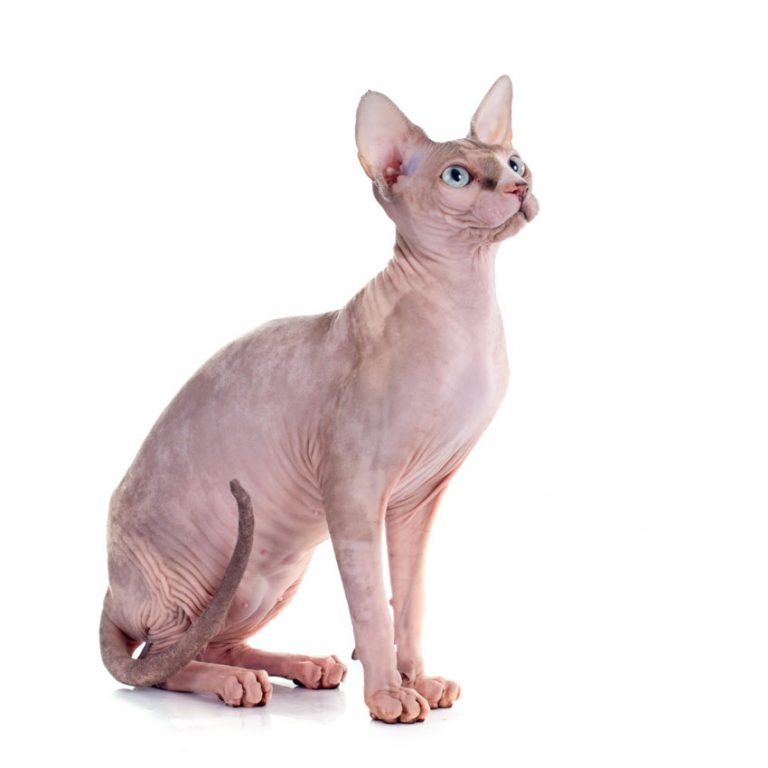 Sphynx Cat Breed