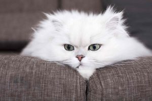 Persian Cat Breed