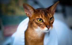 Abyssinian cat