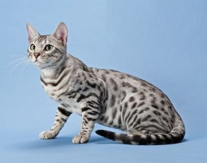 Grey Bengal Cat