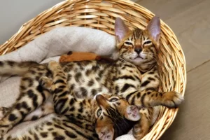 Bengal Cat