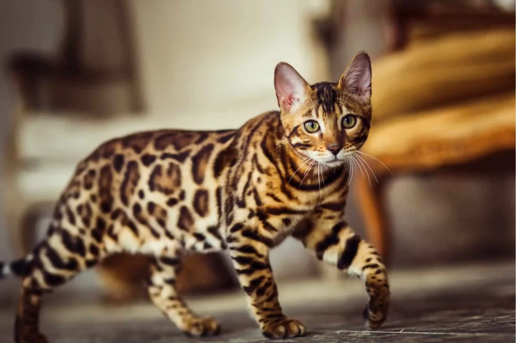 Bengal Cats