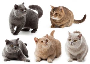 British Shorthair