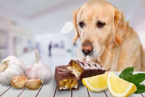 Dangerous foods for dogs