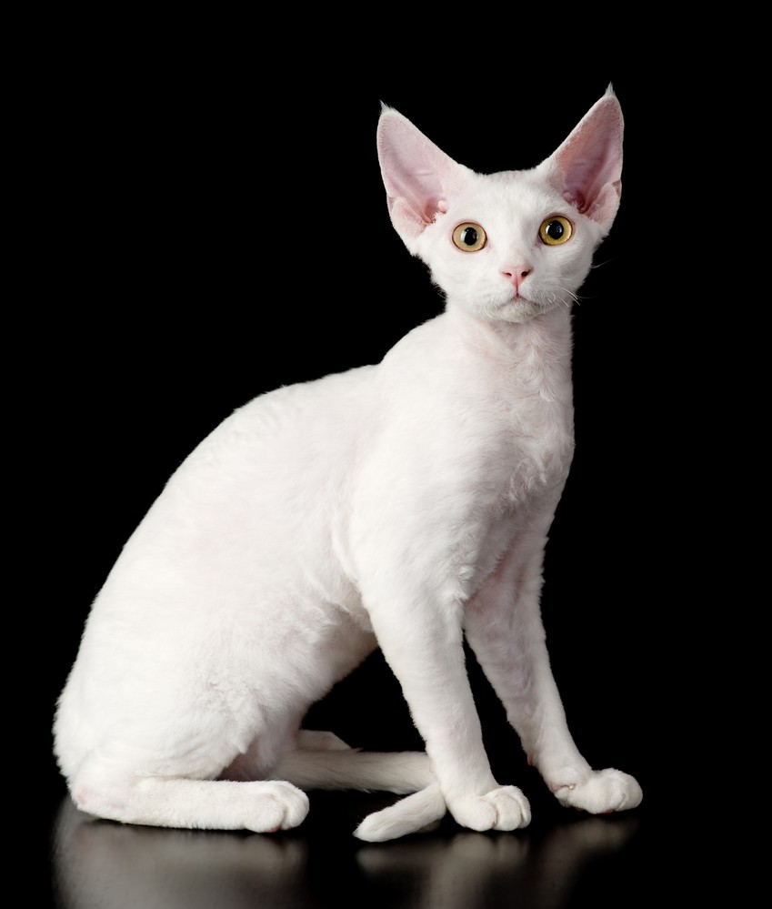 Devon Rex