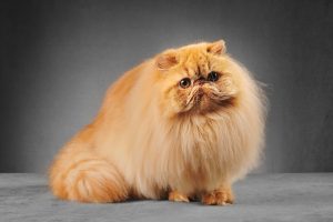 Persian Cat Breed