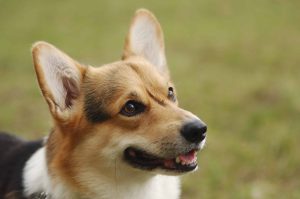 Pembroke Welsh Corgis