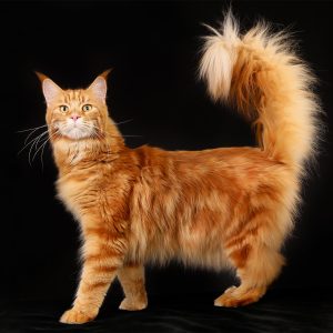 Maine Coon