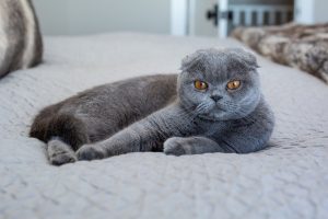 Scottish Fold