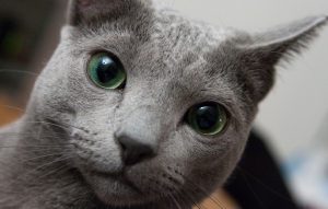 Russian Blue