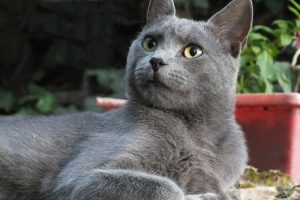 Russian Blue