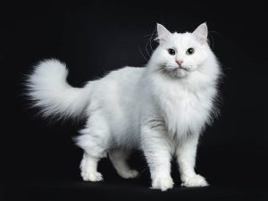 Siberian Cats