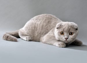 Scottish Fold