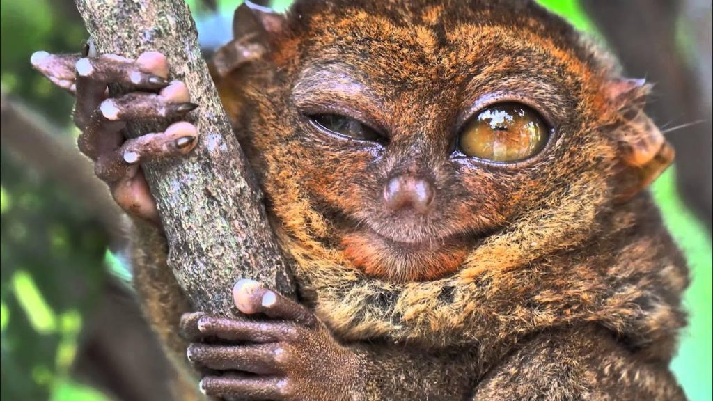 Tarsier – Loài động vật có đôi mắt độc đáo nhất thế giới