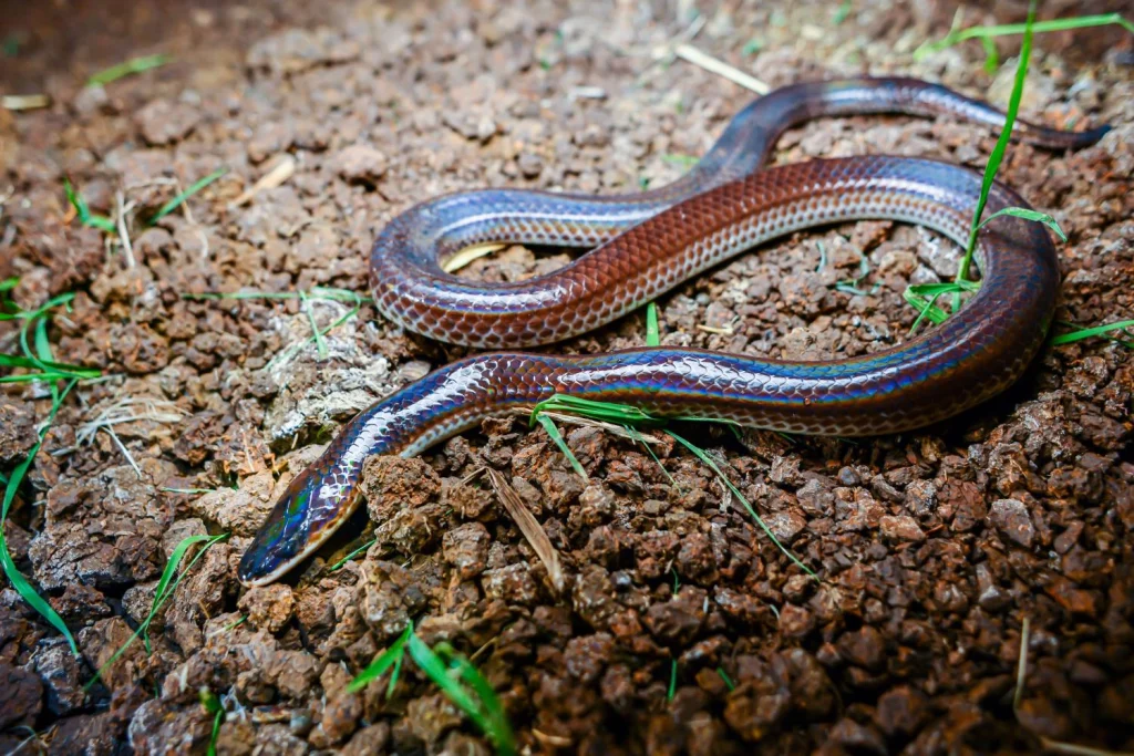 Rắn ngũ sắc (The Iridescent Shieldtail) - Một trong những loài rắn đẹp nhất hành tinh