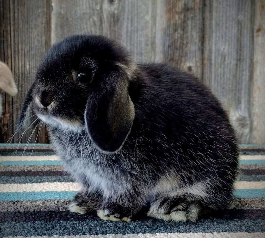 Cách nuôi thỏ tai cụp Hà Lan Holland Lop hiệu quả