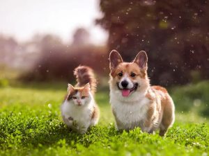 Tips to Keep Your Pet Healthy