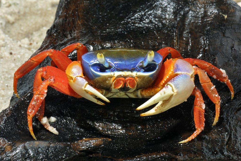 Rainbow Crabs – The World’s Most Unique Pet Crab