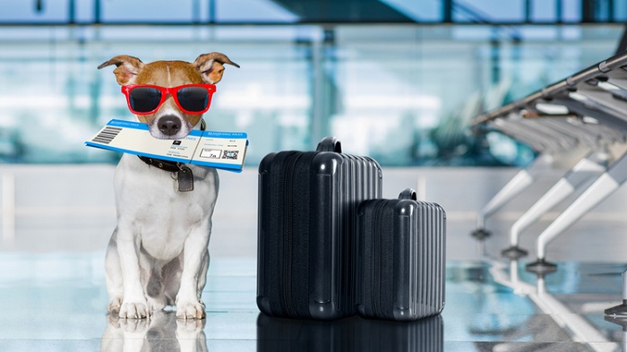 Pet Transportation from Vietnam to Nashville, USA