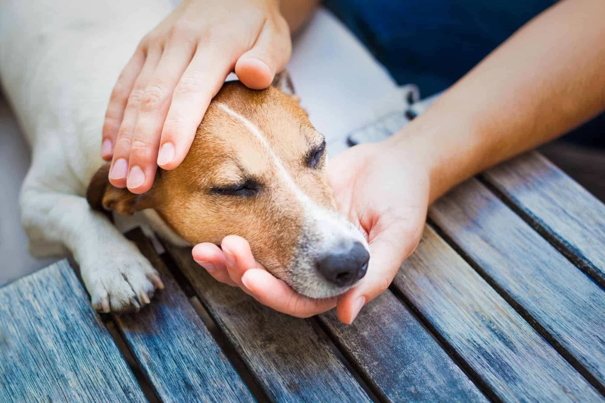 Common Signs of Illness in Pets