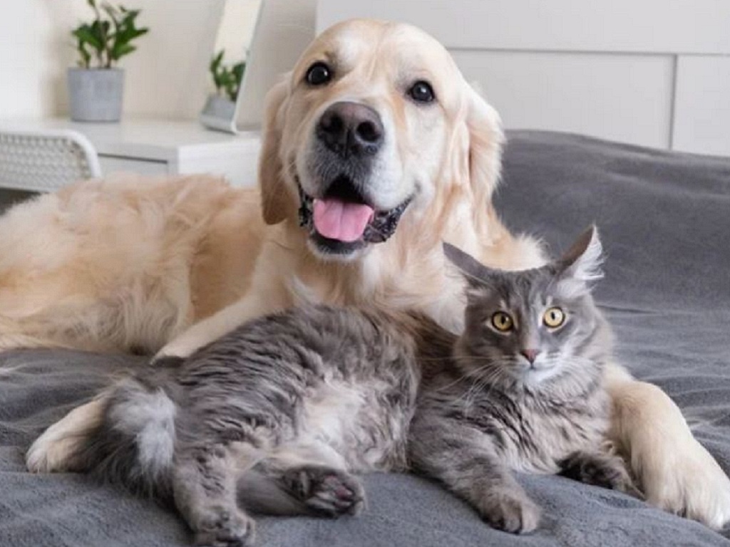 Is It Safe to Let Your Dogs or Cats Sleep with You?