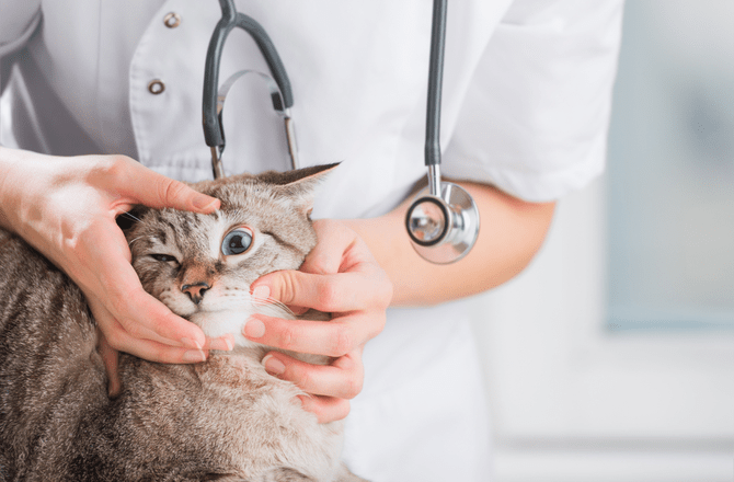 Tips for Caring for and Isolating Cats with Keratitis