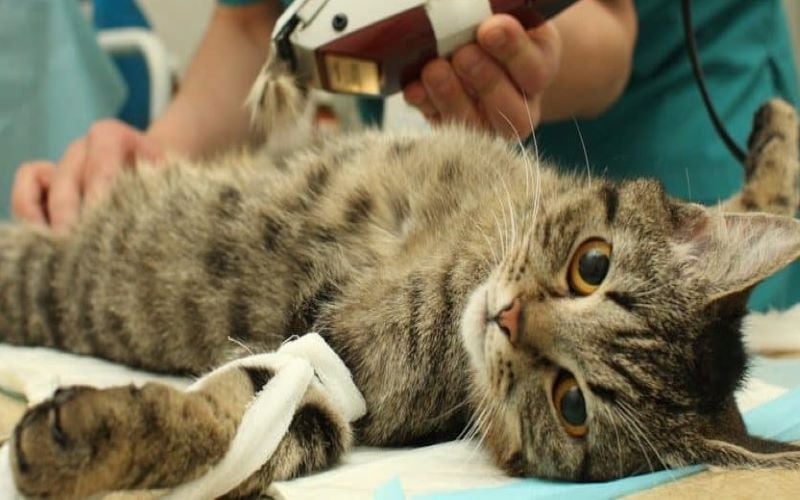 Why Should You Spay or Neuter Your Pet?