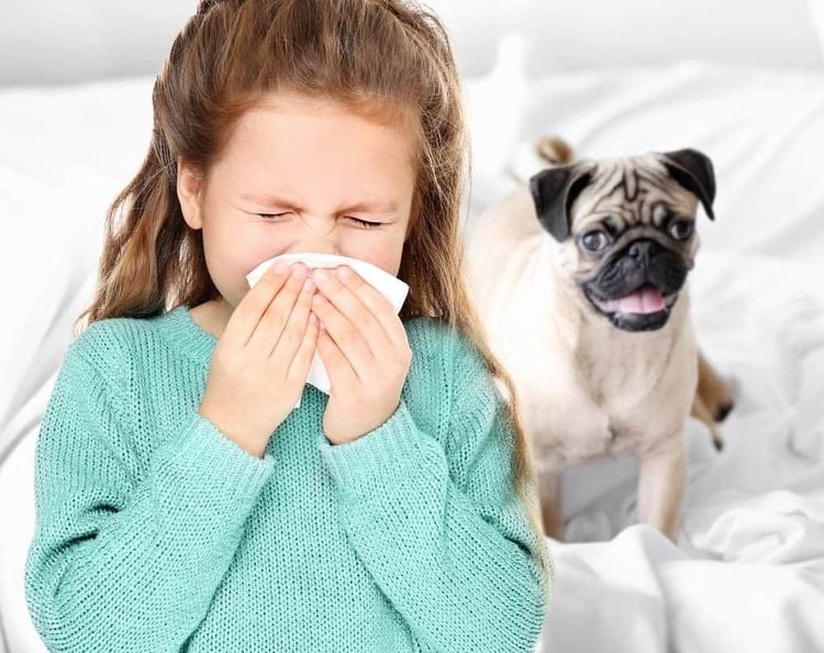 How to Prevent Allergies to Pets