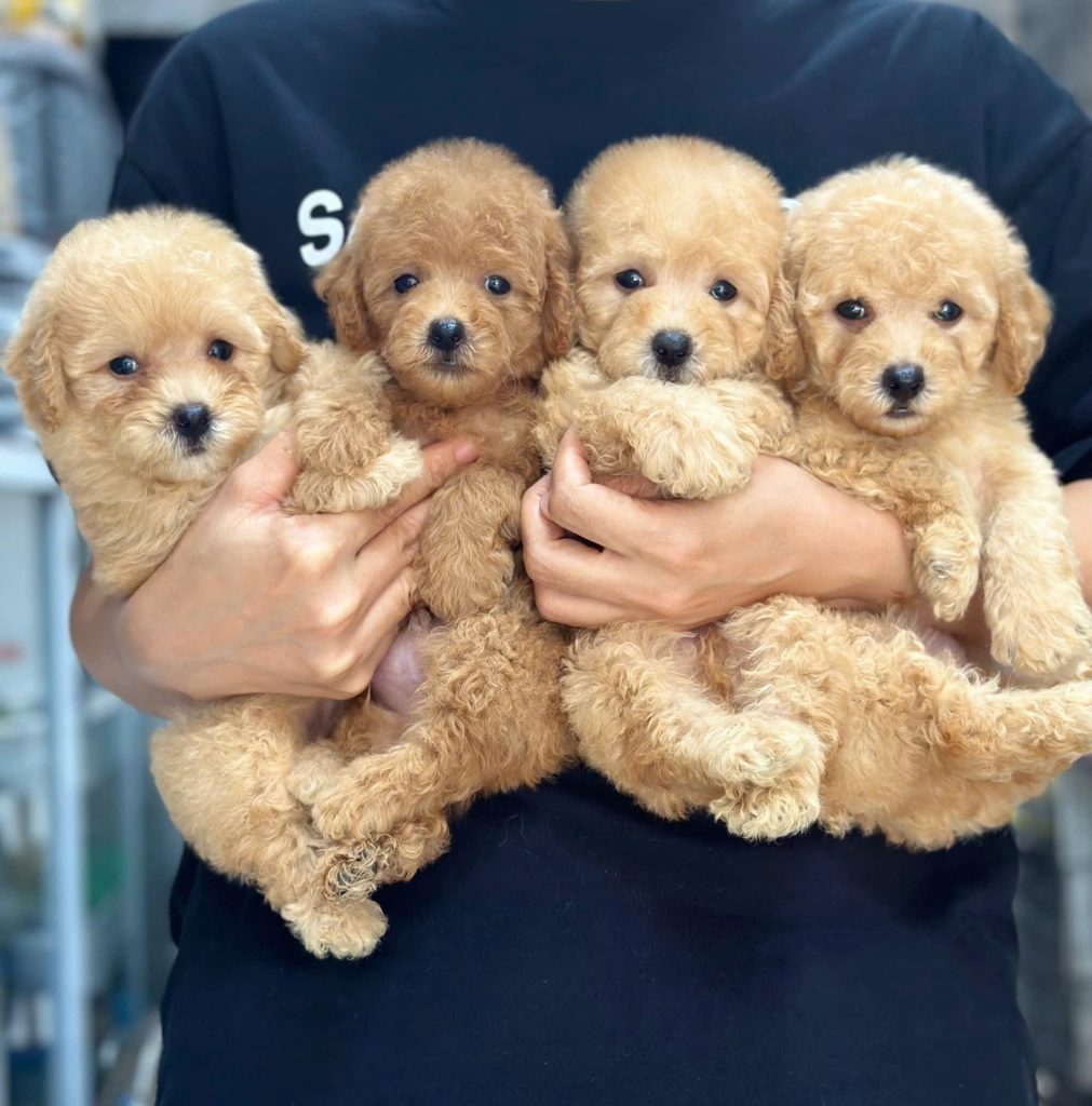 Phân biệt Poodle Tiny, Toy và Standard – Nên chọn loại nào?