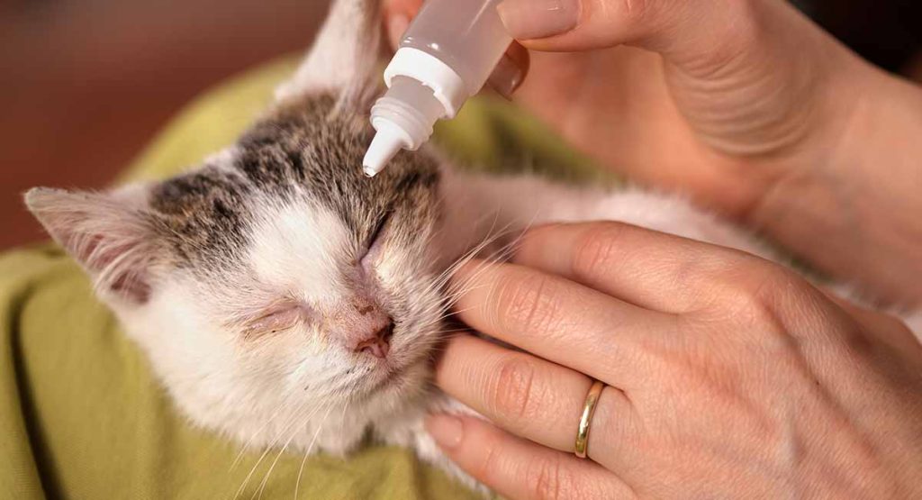 Essential Measures to Prevent Keratitis in Cats