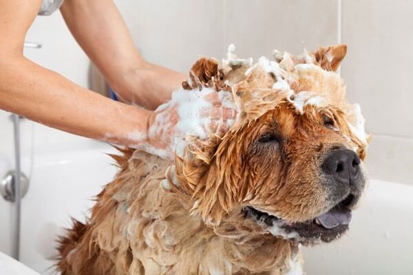 Beware of Fungal Skin Infections from Pet Dogs and Cats